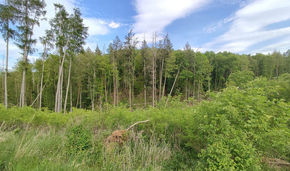 Prodej lesa 17 681 m², Číměř – náhled fotky 5