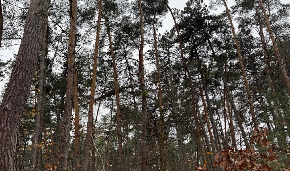 Prodej lesa 7 349 m², Třebestovice – náhled fotky 2