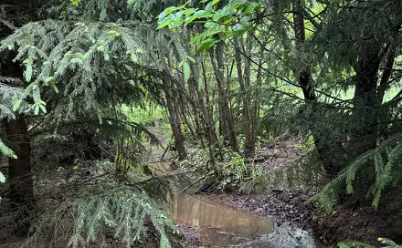 Prodej lesa 2 784 m², Stružinec - Verneřice