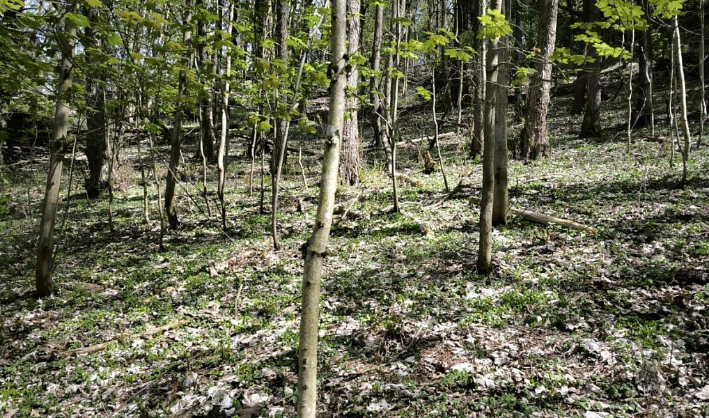 Prodej lesa 12 043 m², Dobřany – náhled fotky 5