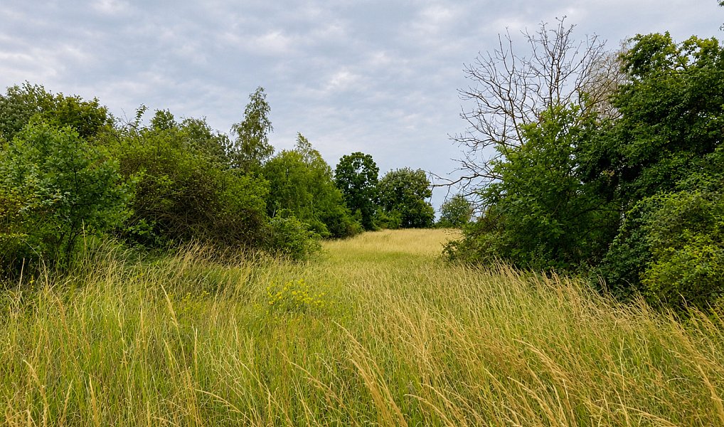 Prodej pozemku 5 606 m², Číčovice – náhled fotky 6