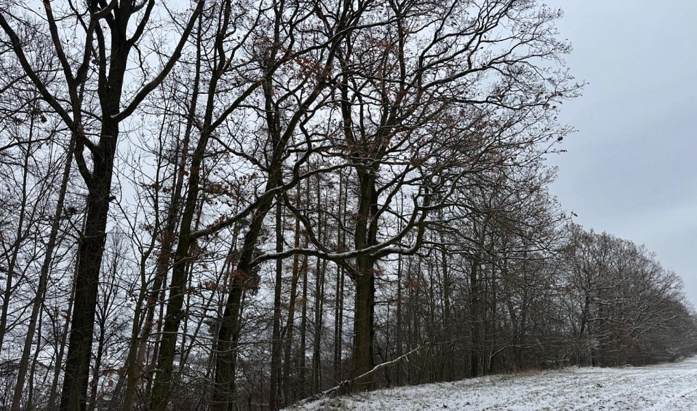 Prodej lesa 4 749 m², Hrabišín – náhled fotky 2