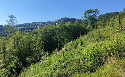 Prodej lesa 4 922 m², Benešov u Semil, okres Semily