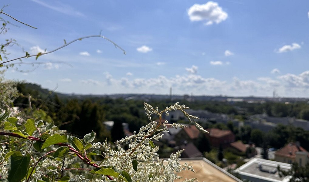 Prodej stavebního pozemku 1 289 m², Praha – náhled fotky 7