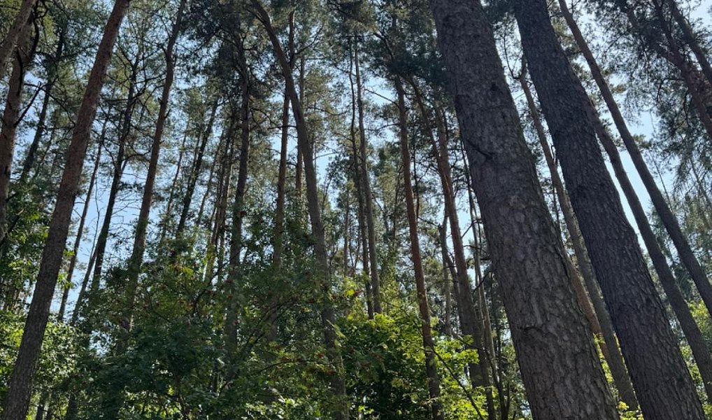 Prodej lesa 3 827 m², Krejnice – náhled fotky 3