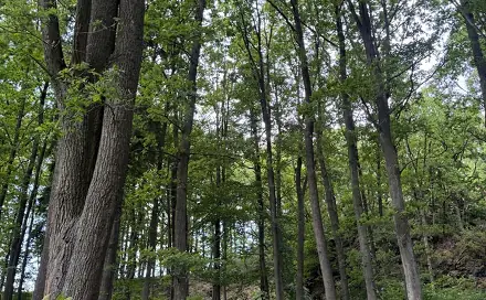 Prodej lesa 10 503 m², Mikulášovice, okres Děčín