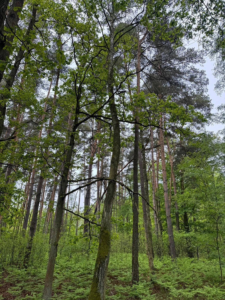 Prodej lesa 2 912 m²