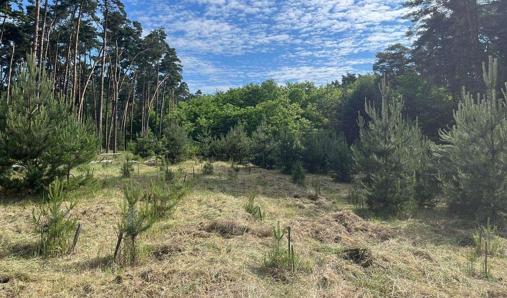 Prodej lesa 8 713 m², Vracov – náhled fotky 9