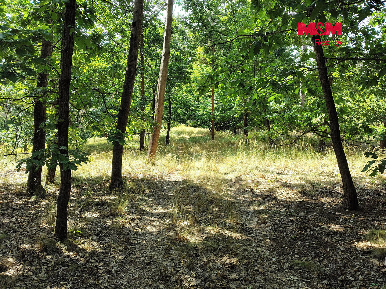 Prodej lesa 5 397 m² – fotografie 2