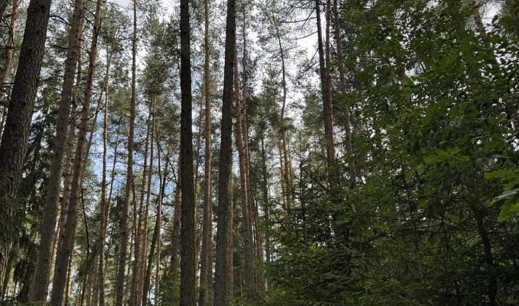 Prodej lesa 61 114 m², Dolní Podluží – náhled fotky 13