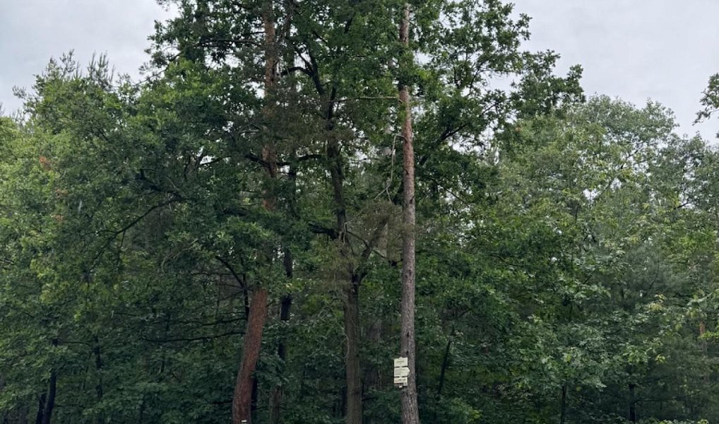 Prodej lesa 10 225 m², Dobříč – náhled fotky 2