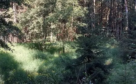 Dražba lesa 2 840 m², Pelhřimov
