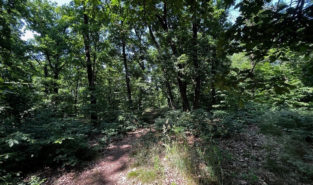 Prodej lesa 13 687 m², Zdiby – náhled fotky 4