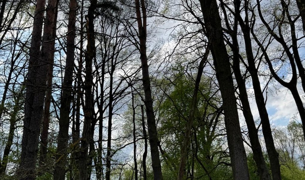 Prodej pozemku 14 477 m², Novosedly nad Nežárkou – náhled fotky 5