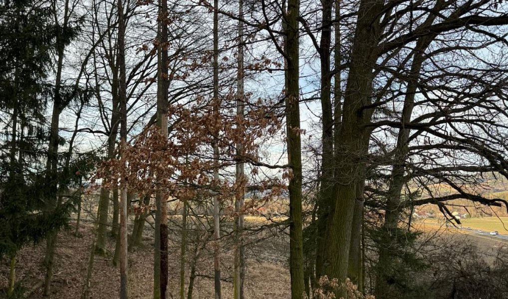 Prodej lesa 8 497 m², Dolany – náhled fotky 5