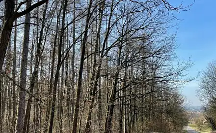 Prodej lesa 4 756 m², Poběžovice u Holic - Dolní Bělá