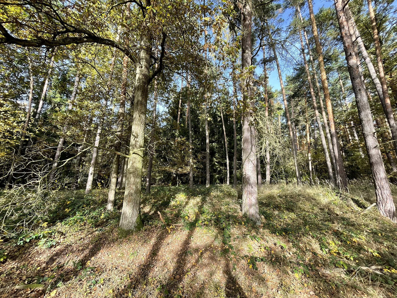 Prodej lesa 21 899 m²
