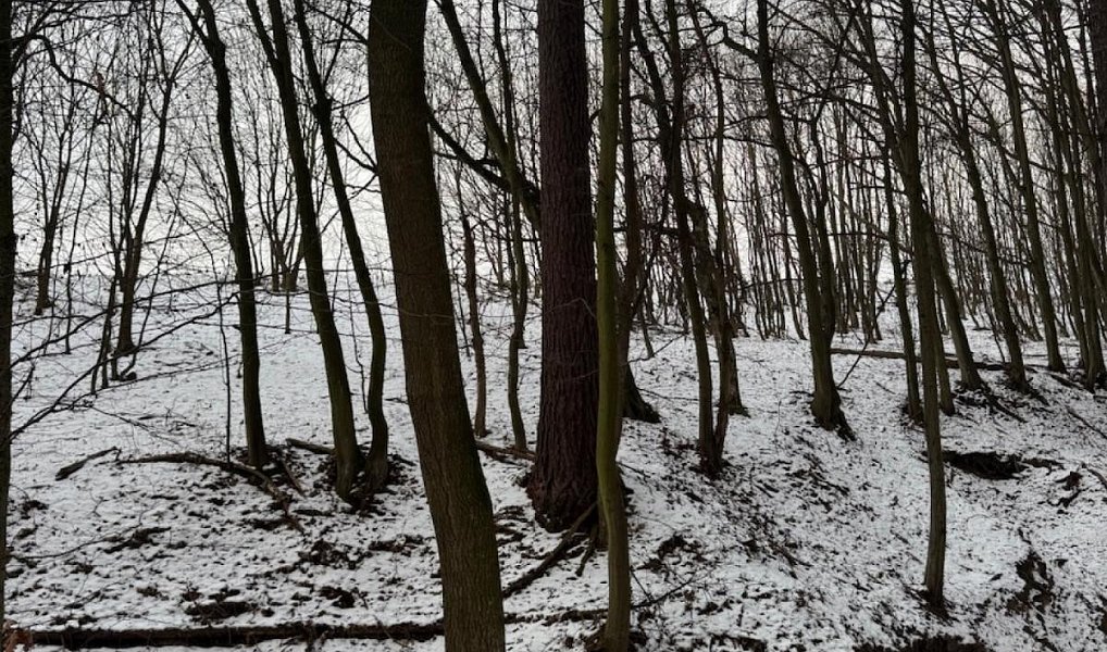 Prodej lesa 1 783 m², Ježkovice – náhled fotky 3
