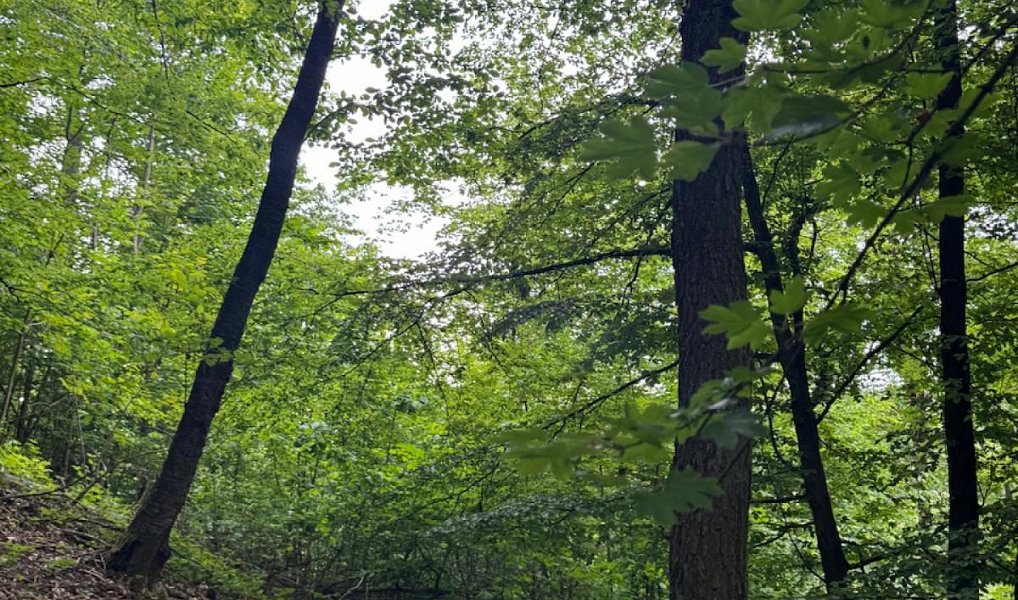 Prodej lesa 11 566 m², Kuks – náhled fotky 3