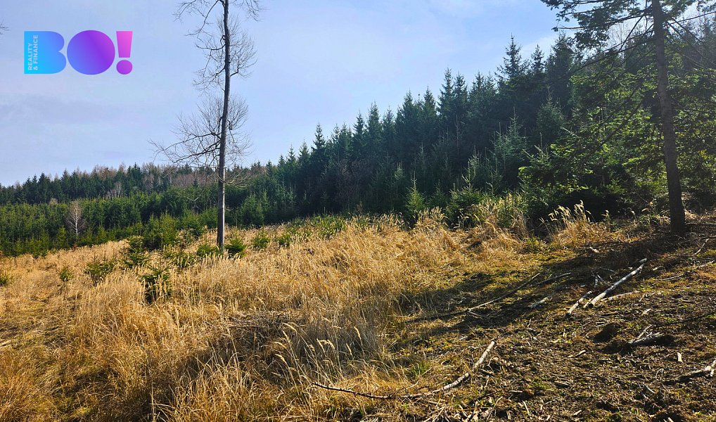 Prodej lesa 58 310 m², Jasenná – náhled fotky 5