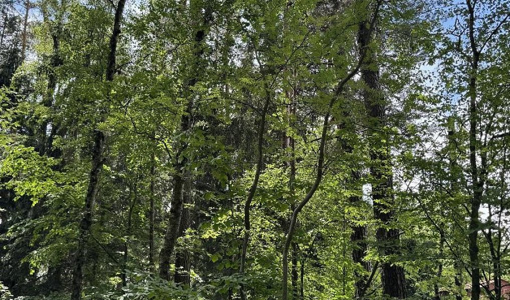 Prodej lesa 7 765 m², Úpice – náhled fotky 9