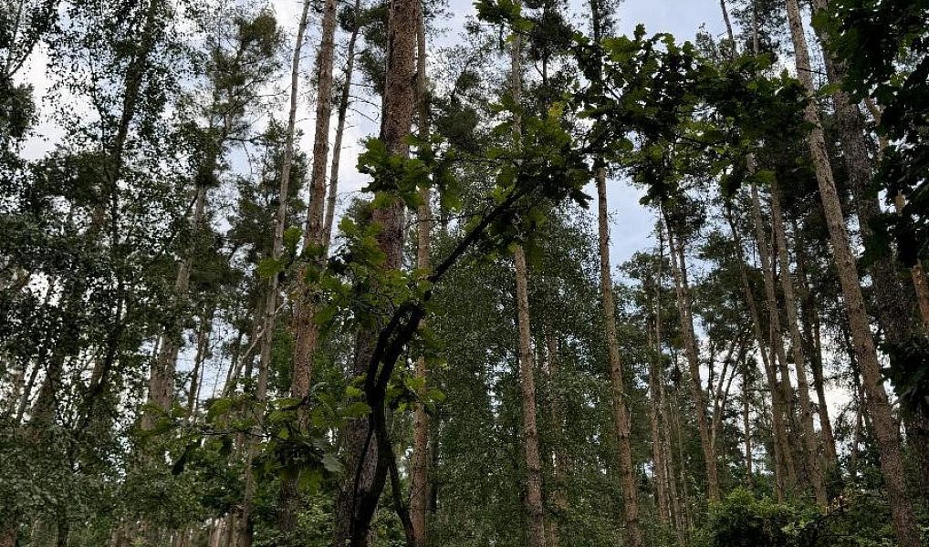 Prodej lesa 2 081 m², Přelouč – náhled fotky 4