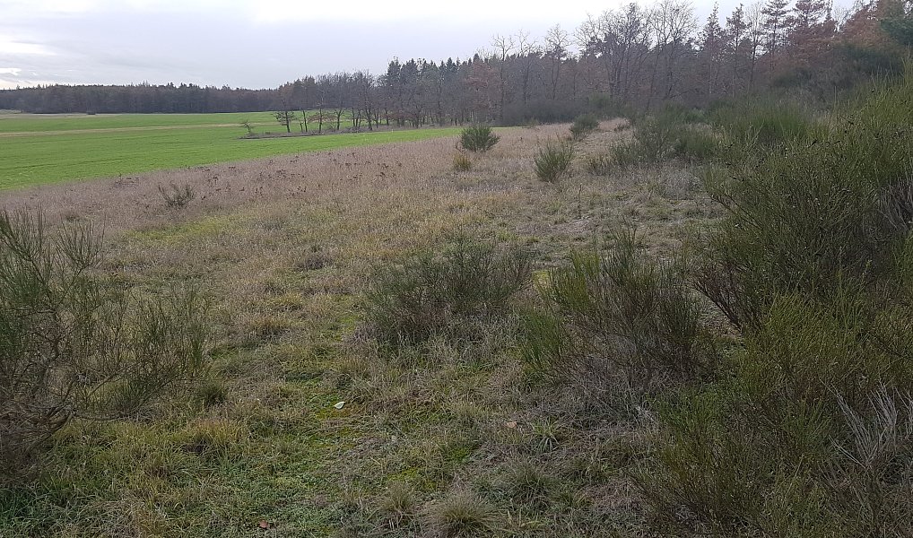 Prodej louky 3 629 m², Stará Huť – náhled fotky 9