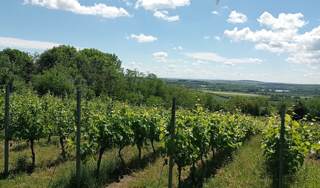Prodej komerčního pozemku 3 460 m², Mikulov – náhled fotky 4