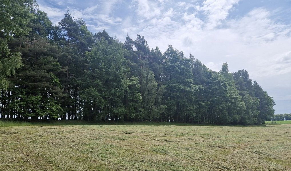 Prodej lesa 4 924 m², Paceřice – náhled fotky 7