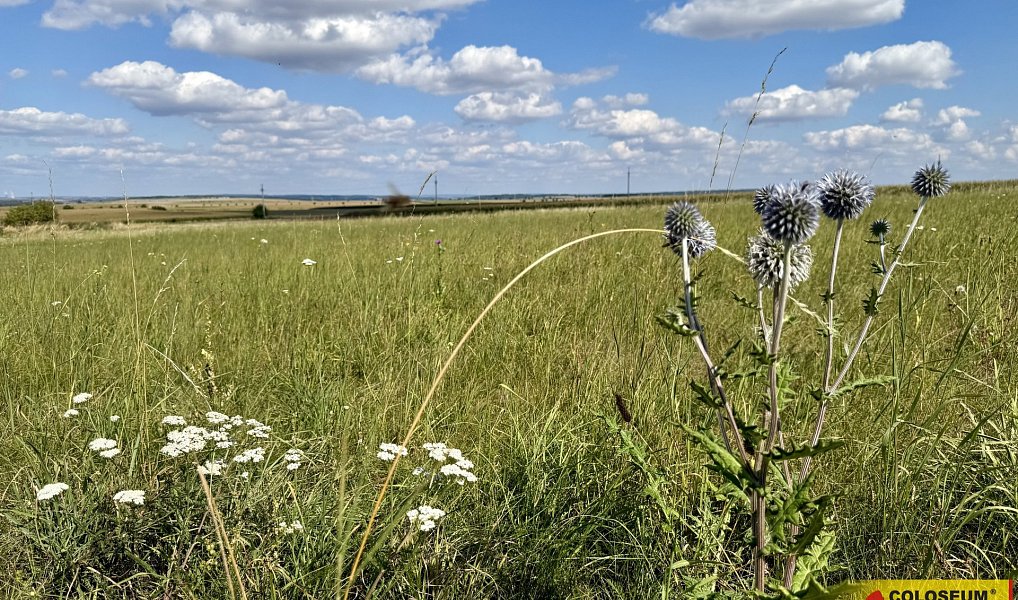 Prodej komerčního pozemku 8 168 m², Znojmo – náhled fotky 9
