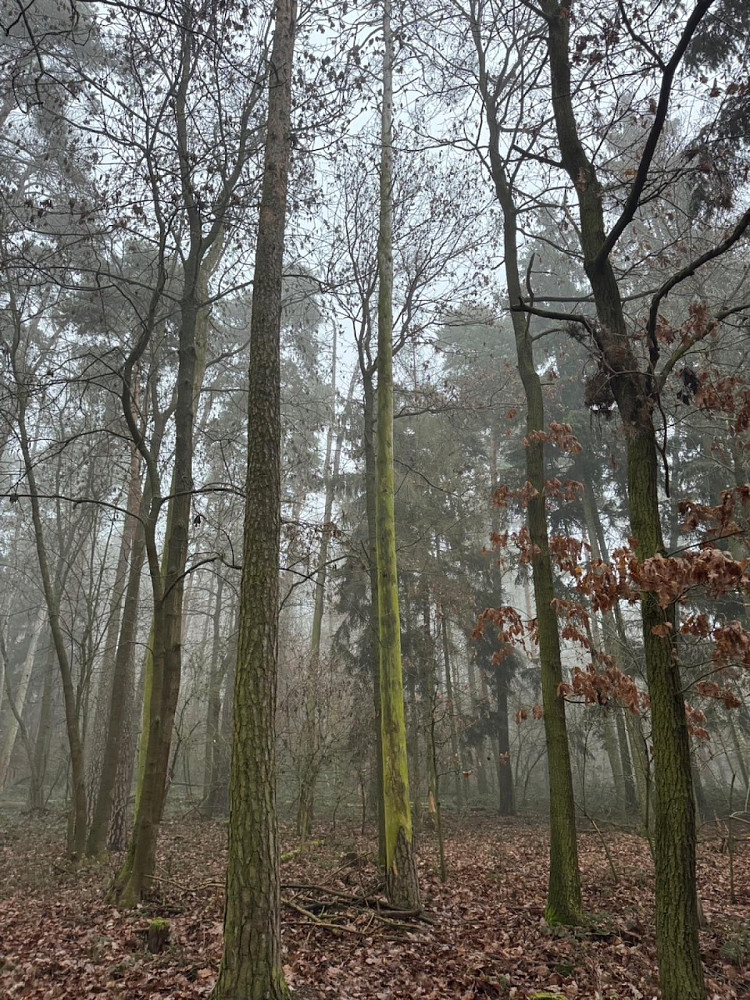 Prodej lesa 5 759 m²