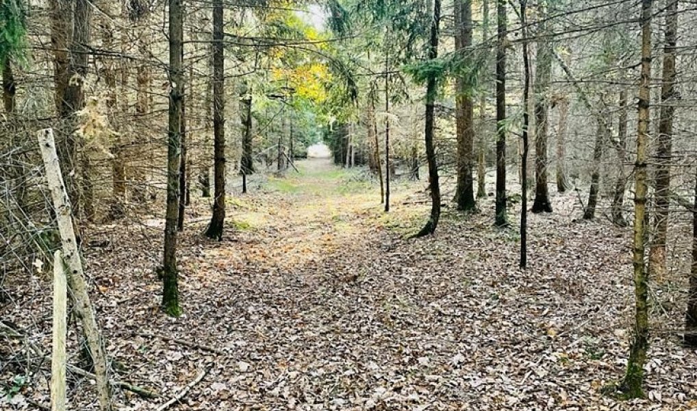 Prodej lesa 1 919 m², Pištín – náhled fotky 3