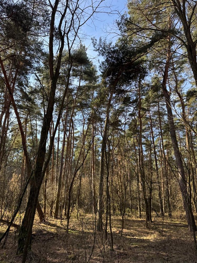Prodej lesa 3 963 m² — photo 4