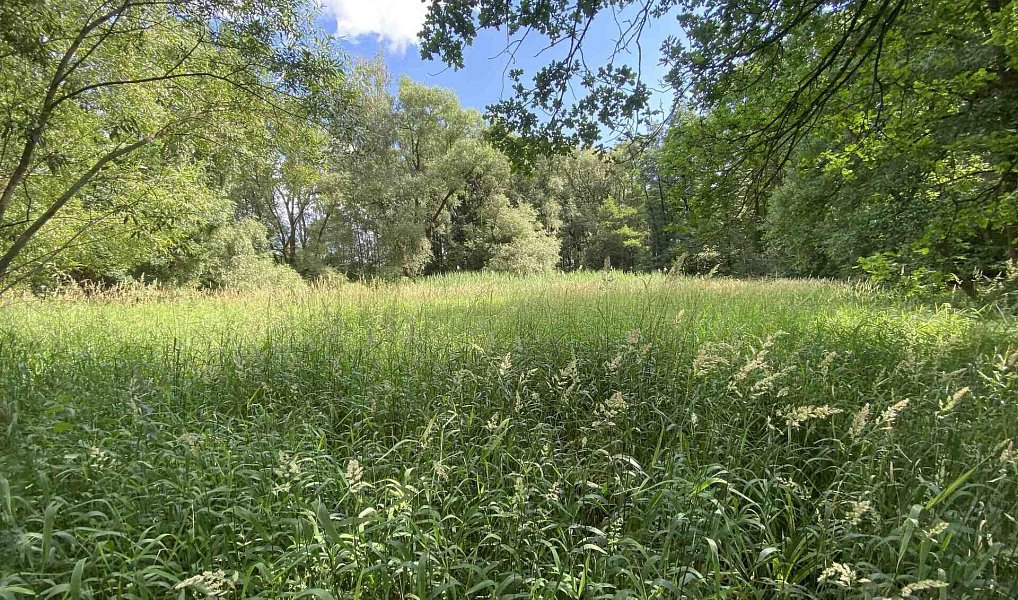 Prodej louky 4 246 m², Nové Hrady – náhled fotky 2