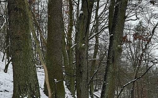 Prodej lesa 2 782 m², Vysoká, okres Mělník