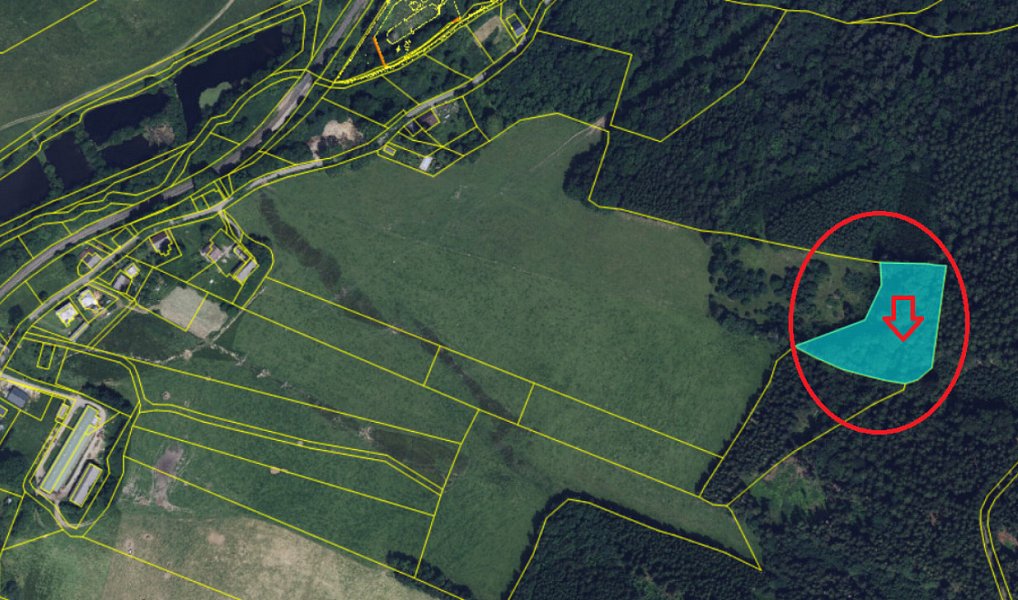Prodej lesa 5 759 m², Červená Voda – náhled fotky 2