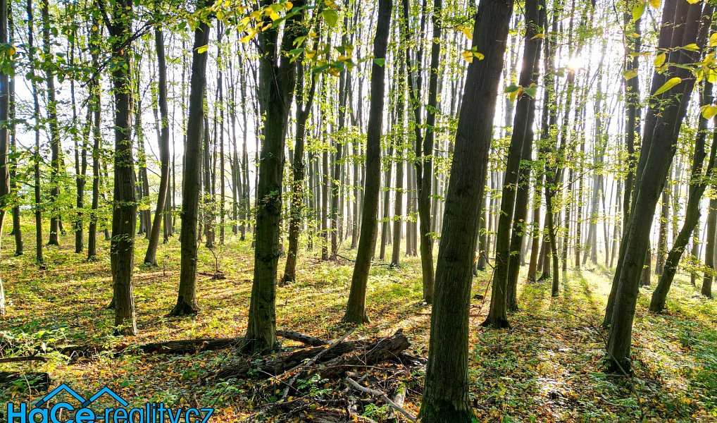Prodej lesa, 5655 m², Rychnov nad Kněžnou, Solnice