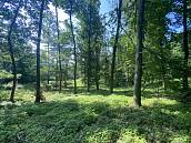 Prodej lesa 2228m2