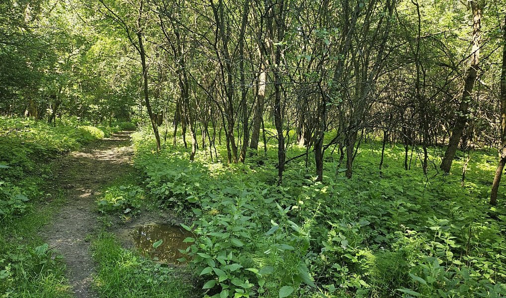 Prodej louky 12 985 m², Boseň – náhled fotky 3