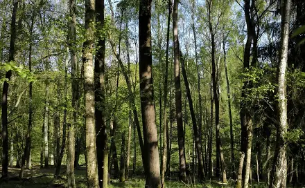 Prodej lesa 5 226 m², Nebužely - Mikulášovice