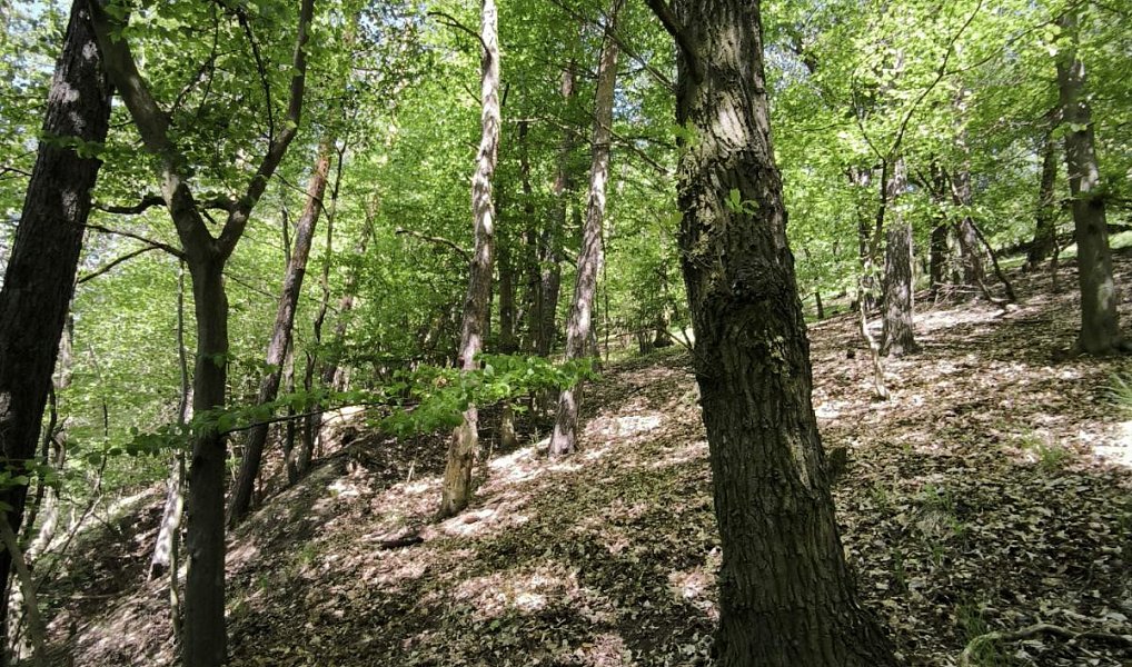 Prodej lesa 1 410 m², Lesnice – náhled fotky 2