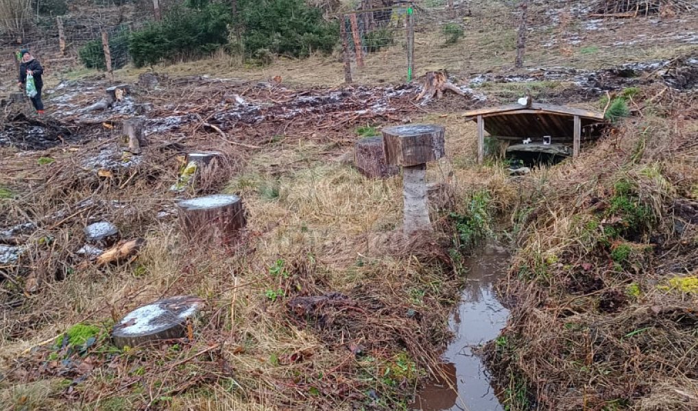 Prodej lesa 37 567 m², Vacovice – náhled fotky 6