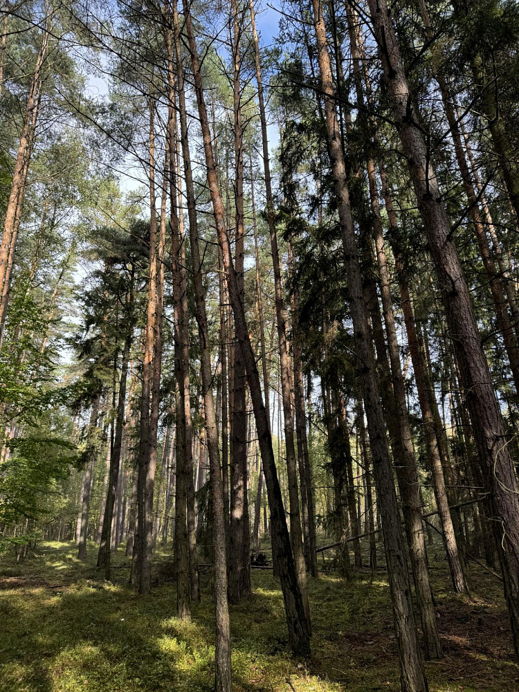 Prodej lesa 20 955 m²