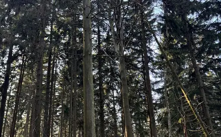 Prodej lesa 14 111 m², Proseč pod Ještědem - Milonice