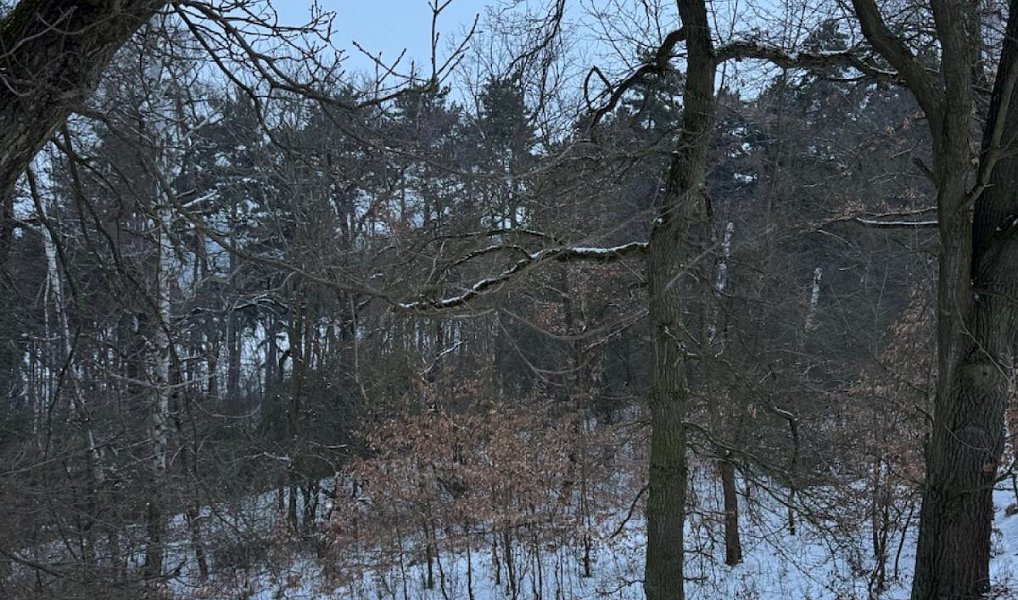 Prodej lesa 11 441 m², Holubice – náhled fotky 5