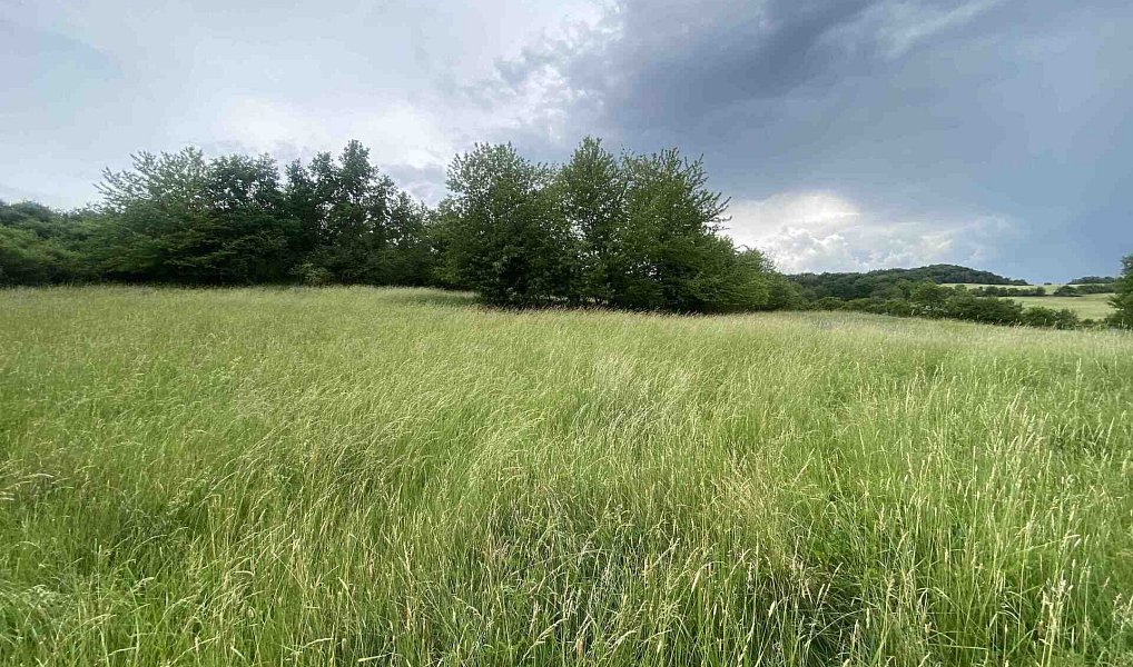 Prodej pole 10 485 m², Řehlovice – náhled fotky 3