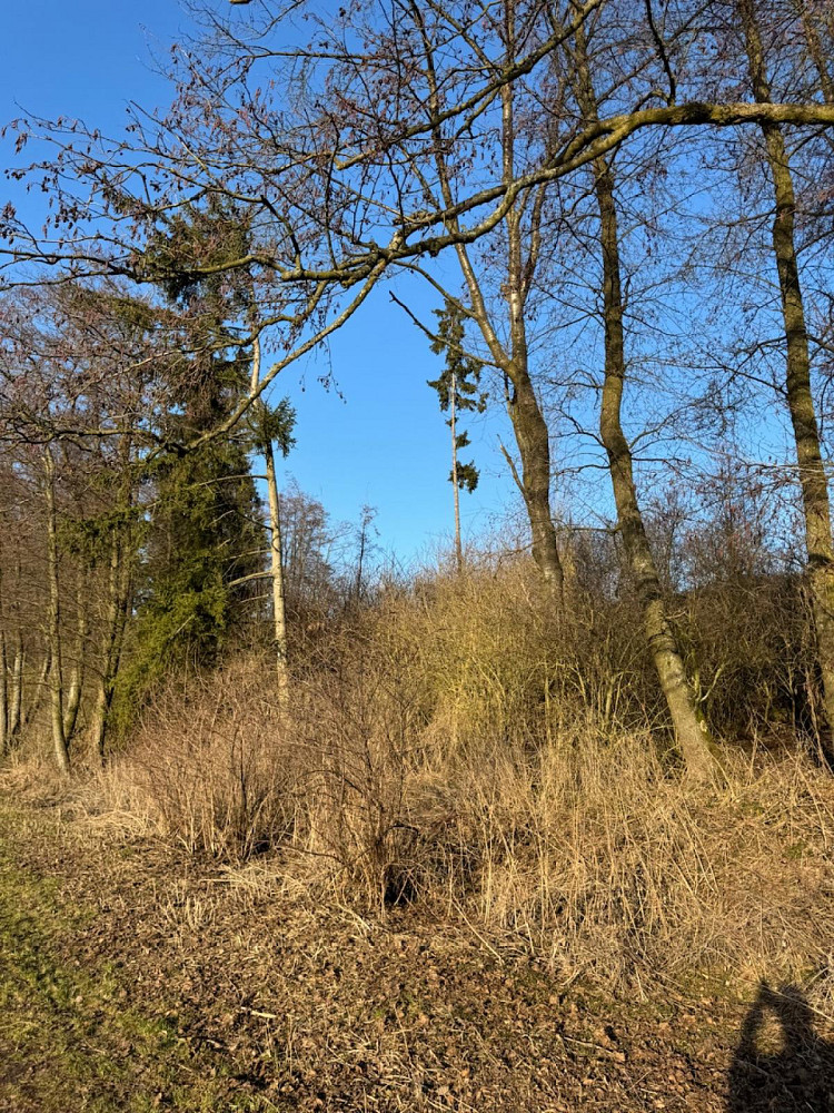Prodej lesa 8 466 m² – pohled 3