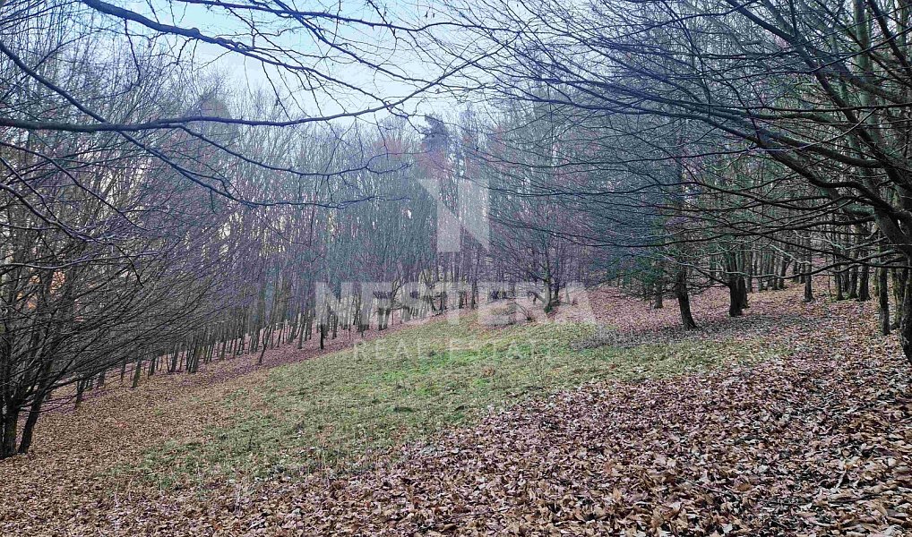 Prodej louky 10 301 m², Jílové u Prahy – náhled fotky 4