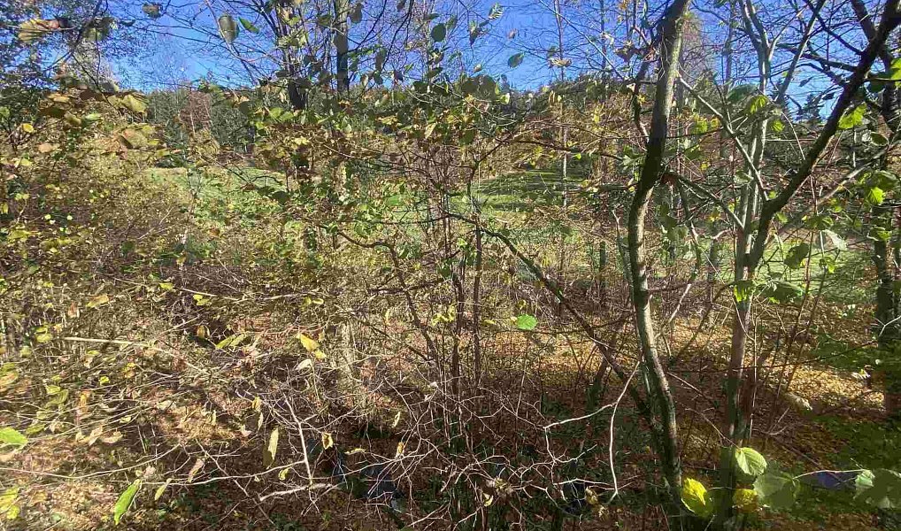 Prodej pozemku 449 m², Lučany nad Nisou – náhled fotky 3