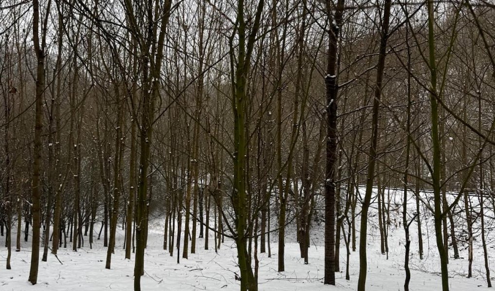 Prodej lesa 20 326 m², Chotiměř – náhled fotky 5